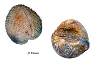 Cardium productus